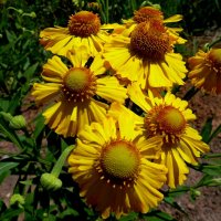 Солнечный цветок - гелениум!... :: Лидия Бараблина