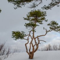 сосенка :: Елена Кордумова