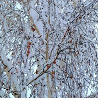Снежно-березовая мозаика... :: Лидия Бараблина