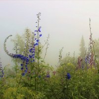 В утреннем тумане :: Сергей Чиняев 