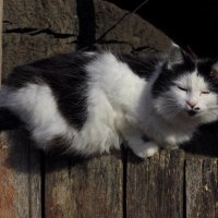 апрельский кот :: оксана 