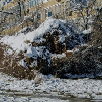 Кустарник в снегу :: Анатолий Чикчирный