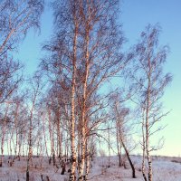 Берёзоньки. :: nadyasilyuk Вознюк