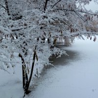 У берега пруда... Первый снег... :: Лидия Бараблина