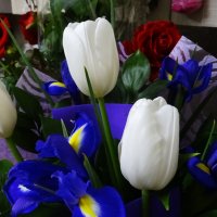 Белые тюльпаны :: Татьяна Р 