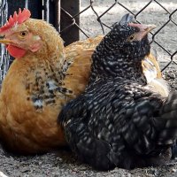 "Две соседки-курицы встретились на улице..." :: Ольга И