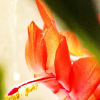 Цветок февральского декабриста :: Александр Чеботарь