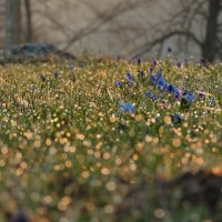 Весна идет :: Роман Савоцкий