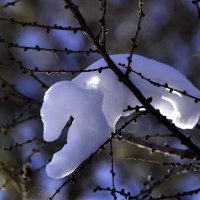 Снежный зверек :: Galina Iskandarova