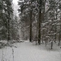 Зима в лесу :: Алексей Домрин