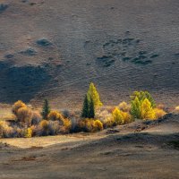 Алтайский оазис. :: Ник Васильев