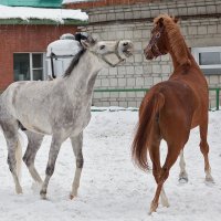 *** :: Владимир Габов