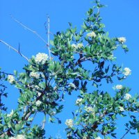 Ветка цветущего дерева. :: Валерьян Запорожченко