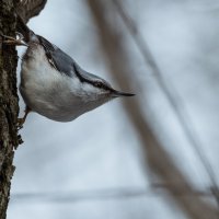 Поползень :: Владимир Безбородов