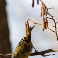 Момент отрыва... :: Юрий Куликов