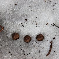 Три орешка для золушки.) :: Штрек Надежда 