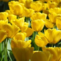 Tulipa "Golden Apeldoorn" :: wea *