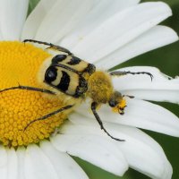 Восковик перевязанный Trichius fasciatus (Linnaeus, 1758) :: Павел Морозов