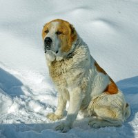 Собачку зовут Талиб :: Дмитрий Конев