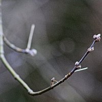 Прелюдия  Снято вчера :: олег свирский 