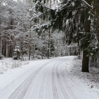В последний день зимы в лесу под Смоленском. :: Милешкин Владимир Алексеевич 