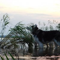 Дыхание осени. :: Крылова Светлана 