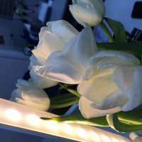 Белые тюльпаны :: София Улеева-Кец
