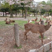 Япония Нара - парк оленей :: wea *