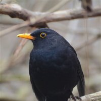 Чёрный дрозд (Turdus merula) :: Иван 