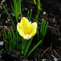 Крокусы - цветы весны :: Милешкин Владимир Алексеевич 