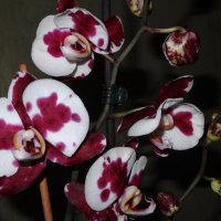 Цветет орхидея :: Натала ***