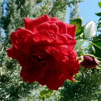 Красная роза :: Наталья Цыганова 