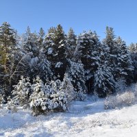 Зимний лес :: Глен Ленкин