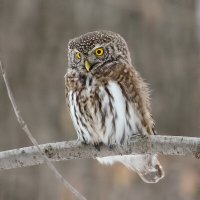 Гроза воробьёв :: Андрей Кудрявцев