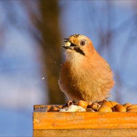 сойка :: linnud 