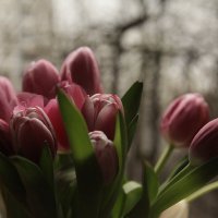 Праздничные тюльпаны :: Evgeny 