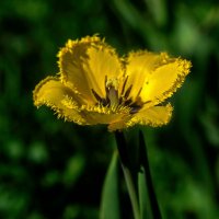 Солнечный тюльпан :: gribushko грибушко Николай
