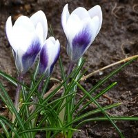 Весна и цветы (крокусы) :: Милешкин Владимир Алексеевич 