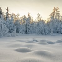 Тайны шведского леса. :: Владимир Колесников