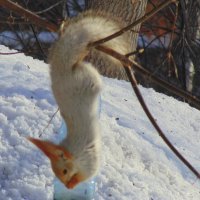 Акробатический этюд . :: Мила Бовкун