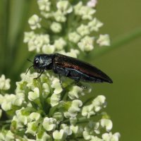 Златка узкотелая смородиновая  (Agrilus ribesi (Schaefer, 1946)) :: Павел Морозов