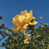 Жёлтая роза  цвета нежности, тепла и доброты. :: Ирина Нафаня