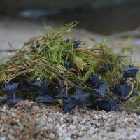 Водяной орех Чилим :: Ольга Хорьякова