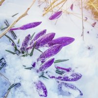 Зимняя весна :: Ангелина Букина