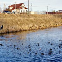 Утиное водное поло и Fire группа поддержки в моём дворе :: Екатерина Забелина