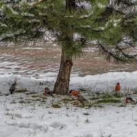 Стайка красногрудых. :: Анатолий. Chesnavik.