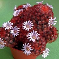 * Mammillaria elongata * :: Елена Хайдукова  ( Elena Fly )