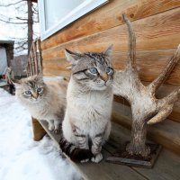 За надежной спиной :: Алексей Кваша