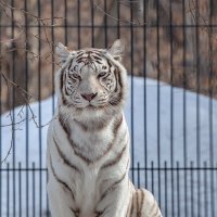 Бенгальский тигр :: Владимир Габов