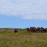 Табунок лошадей в горах Коныркызылтау... :: Андрей Хлопонин